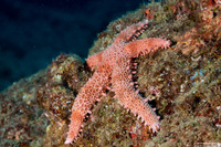 Mithrodia fisheri (Fisher's Star)