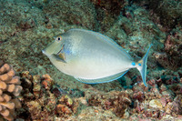 Naso unicornis (Bluespine Unicornfish)