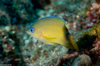 Plectroglyphidodon johnstonianus (Johnston Damsel)