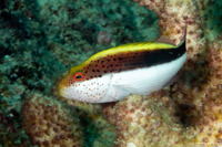 Paracirrhites forsteri (Freckled Hawkfish)