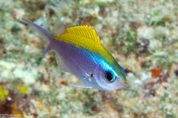 Chromis ovalis (Oval Chromis)