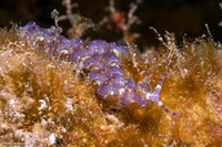 Pteraeolidia semperi (Blue Dragon Nudibranch)