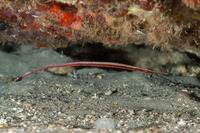 Dunckerocampus baldwini (Redstripe Pipefish)