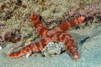 Mithrodia fisheri (Fisher's Star)