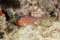 Pseudocheilinus octotaenia (Eightline Wrasse)