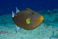 Melichthys vidua (Pinktail Triggerfish)
