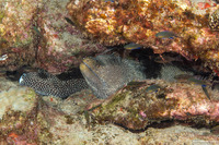Gymnothorax meleagris (Whitemouth Moray)