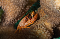 Trapezia flavopunctata (Yellow-Spotted Guard Crab)