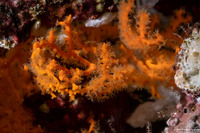 Melithaea bicolor (Bicolor Gorgonian)