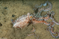 Callistoctopus ornatus (Ornate Octopus)