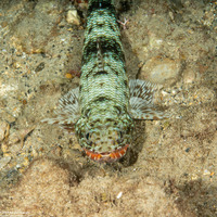 Saurida flamma (Orangemouth Lizardfish)
