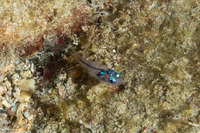 Apogon erythrinus (Hawaiian Ruby Cardinalfish)