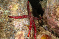 Leiaster glaber (Red Velvet Star)