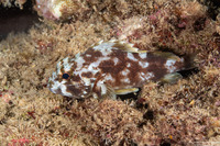 Sebastapistes coniorta (Speckled Scorpionfish)