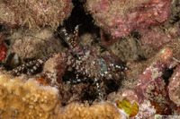 Saron marmoratus (Common Marbled Shrimp)
