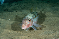 Mulloidichthys flavolineatus (Yellowstripe Goatfish)