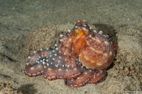 Callistoctopus ornatus (Ornate Octopus)
