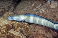 Conger marginatus (Hawaiian Conger)