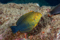 Macropharyngodon geoffroy (Shortnose Wrasse)