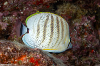 Chaetodon multicinctus (Multiband Butterflyfish)