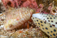 Ciliopagurus strigatus (Cone Shell Hermit Crab)