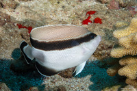 Apolemichthys arcuatus (Bandit Angelfish)