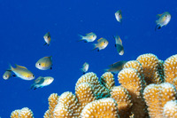 Chromis vanderbilti (Blackfin Chromis)