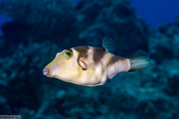 Canthigaster coronata (Crowned Toby)