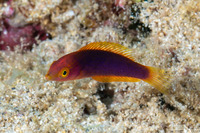 Pseudojuloides cerasinus (Pencil Wrasse)