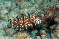 Novaculichthys taeniourus (Rockmover Wrasse)