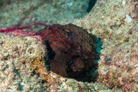 Dolabella auricularia (Eared Sea Hare)