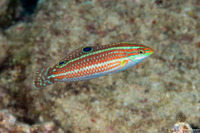 Halichoeres ornatissimus (Ornate Wrasse)