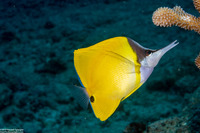 Forcipiger flavissimus (Common Longnose Butterflyfish)
