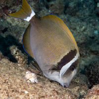 Acanthurus leucopareius (Whitebar Surgeonfish)