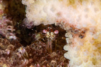 Saron neglectus (Coral Marbled Shrimp)