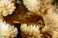 Sebastapistes coniorta (Speckled Scorpionfish)