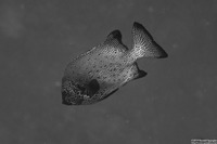 Oplegnathus punctatus (Spotted Knifejaw)