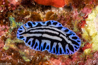 Phyllidiopsis sphingis (Sphinx Phyllidia)