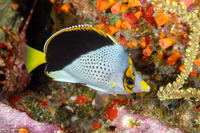 Chaetodon tinkeri (Tinker's Butterflyfish)