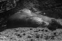 Monachus schauinslandi (Hawaiian Monk Seal)