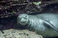 Monachus schauinslandi (Hawaiian Monk Seal)