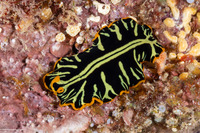 Pseudoceros dimidiatus (Divided Flatworm)