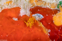 Tenellia melanobrachia (Cup Coral Nudibranch)