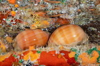 Lyncina sulcidentata (Groove-Tooth Cowry)