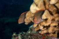 Paracirrhites arcatus (Arc-Eye Hawkfish)