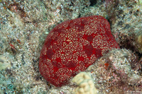 Culcita novaeguineae (Cushion Star)