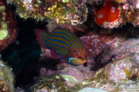 Pseudocheilinus tetrataenia (Fourline Wrasse)