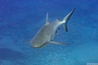 Carcharhinus amblyrhynchos (Gray Reef Shark)