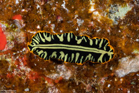 Pseudoceros dimidiatus (Divided Flatworm)