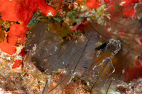 Gymnangium hians (Feather Hydroid)